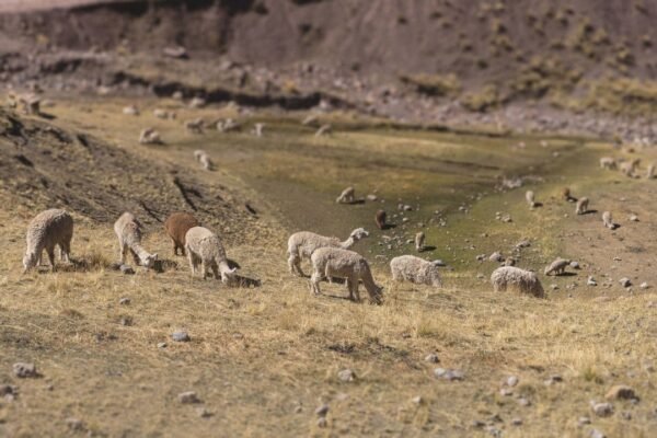Infraestructura fronteriza de Chile amenaza ecosistemas únicos del Altiplano