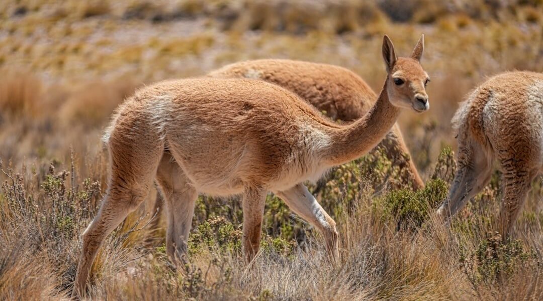Infraestructura fronteriza en Chile amenaza ecosistemas compartidos del Altiplano
