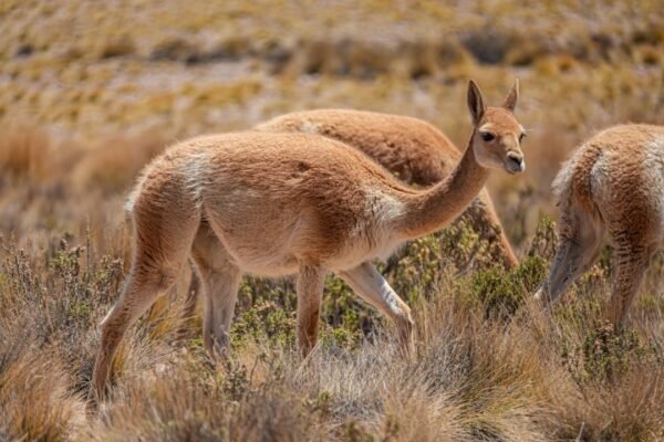 Infraestructura fronteriza en Chile amenaza ecosistemas compartidos del Altiplano