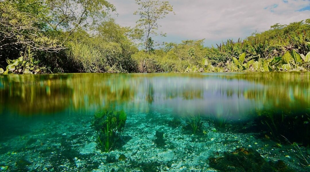 Brasil revela un aliado invisible: la mosca que protege ecosistemas acuáticos