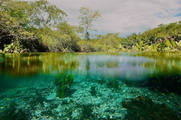 Brasil revela un aliado invisible: la mosca que protege ecosistemas acuáticos