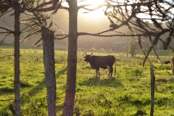 La ganadería devora los bosques: México pierde 73% de sus selvas al ganado