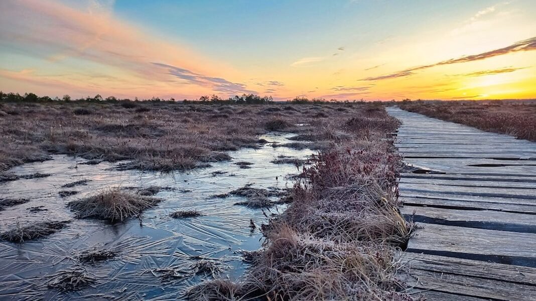 Los castores: aliados inesperados contra la crisis climática en América