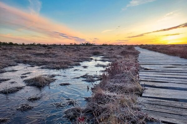 Los castores: aliados inesperados contra la crisis climática en América