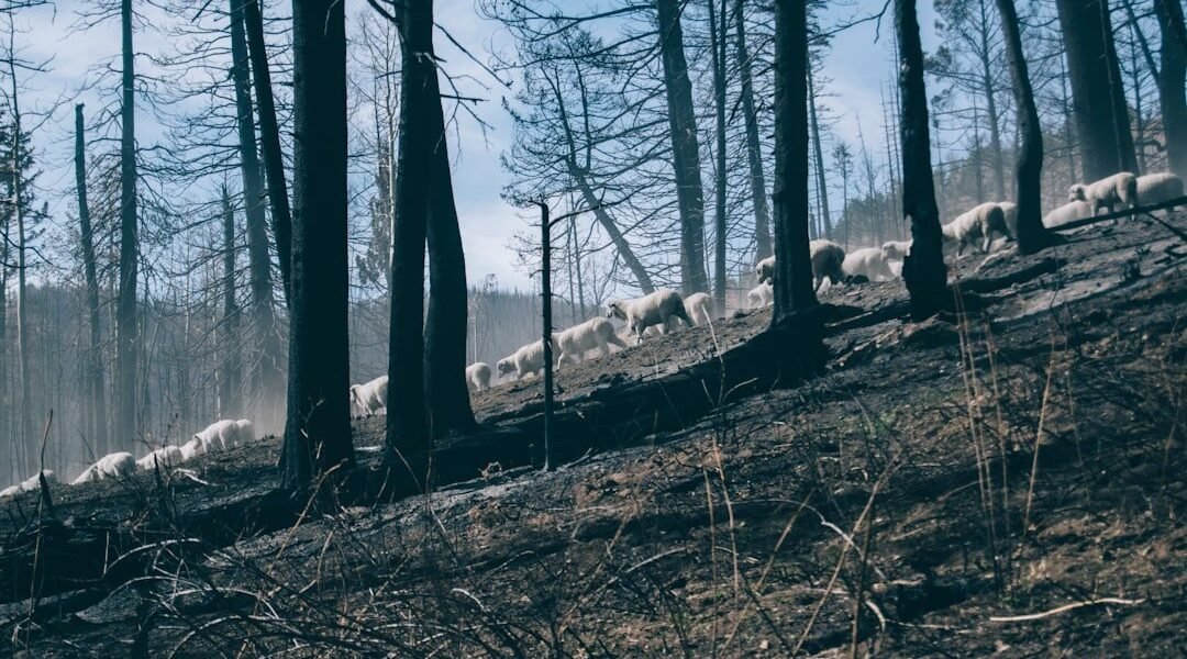 La ganadería devora los bosques: México pierde selvas por pastos