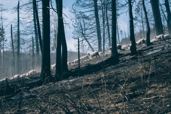 La ganadería devora los bosques: México pierde selvas por pastos