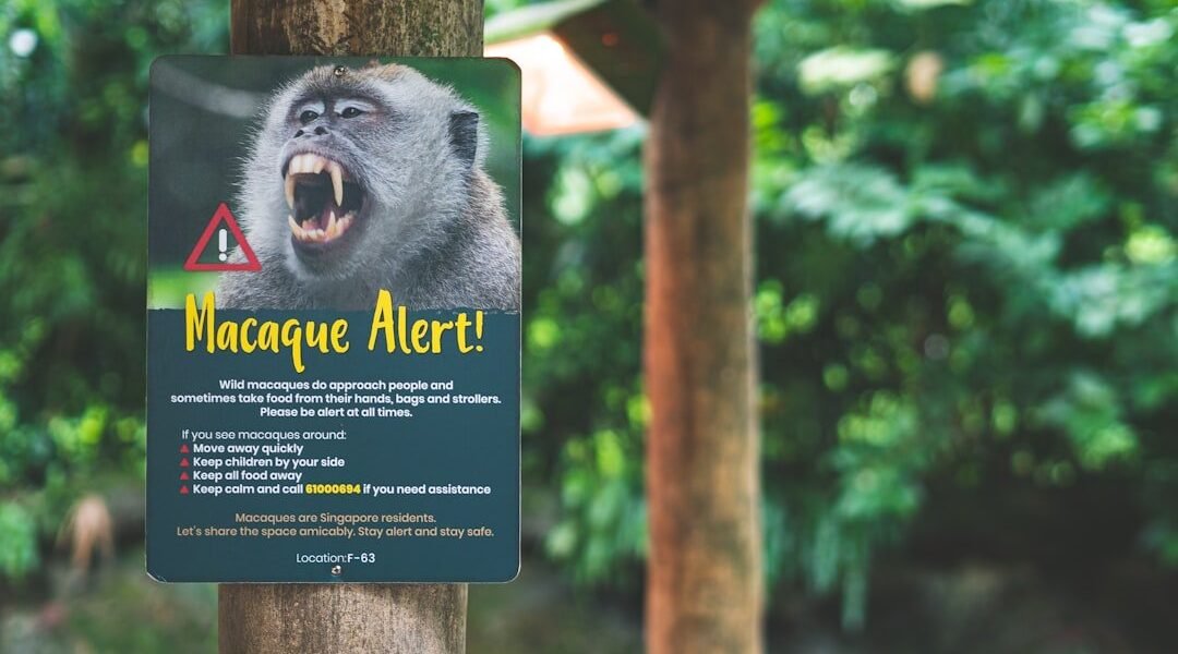Los chimpancés nos espajan: qué revela la guerra en Kibale sobre nuestra propia naturaleza