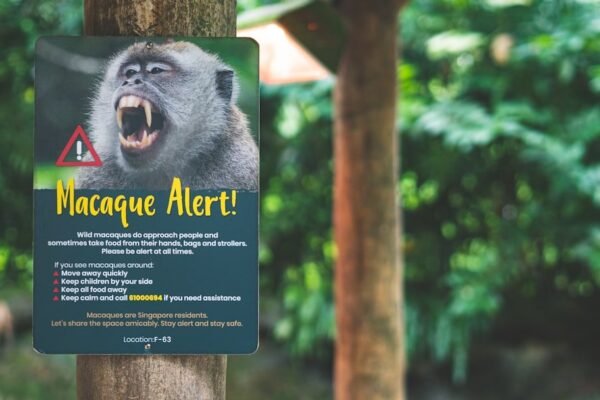 Los chimpancés nos espajan: qué revela la guerra en Kibale sobre nuestra propia naturaleza