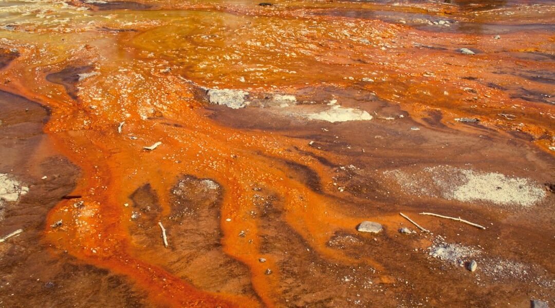 Aliados microscópicos: las bacterias que limpian el Golfo de México