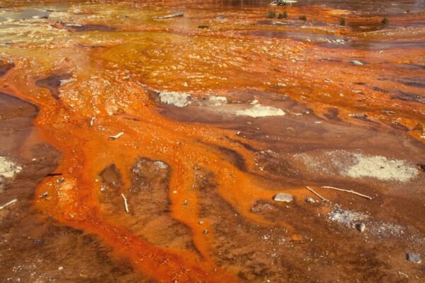 Aliados microscópicos: las bacterias que limpian el Golfo de México