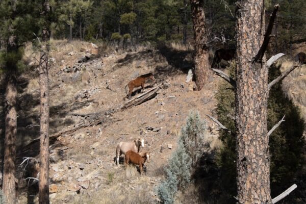 La ganadería devora los bosques: México pierde cobertura forestal a ritmo alarmante