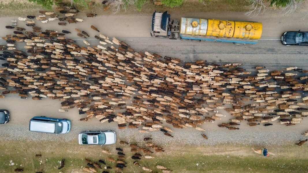 La ganadería devora los bosques: México pierde tres cuartas partes de sus selvas