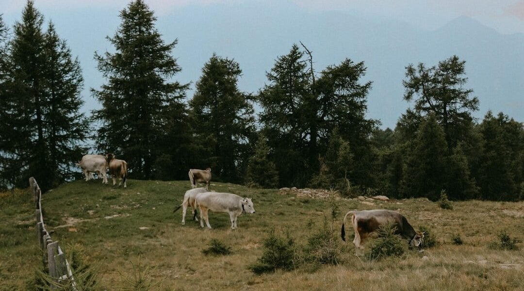 La ganadería devora los bosques mexicanos: 7 de cada 10 árboles caen por pastos