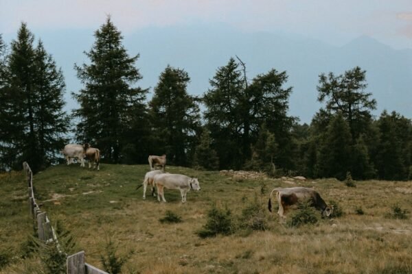 La ganadería devora los bosques mexicanos: 7 de cada 10 árboles caen por pastos