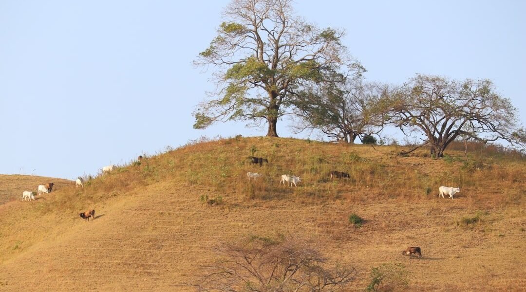 La ganadería devora los bosques: el 73% de la deforestación mexicana tiene dueño