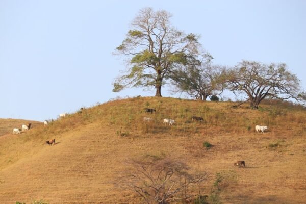 La ganadería devora los bosques: el 73% de la deforestación mexicana tiene dueño