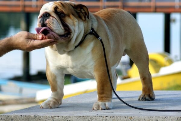 Polémica por métodos de adiestramiento en agencia animal de CDMX