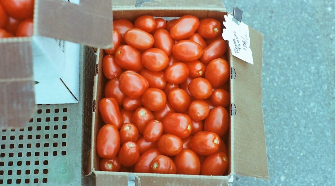 El jitomate mexicano alcanza máximos históricos pese a medidas de contención