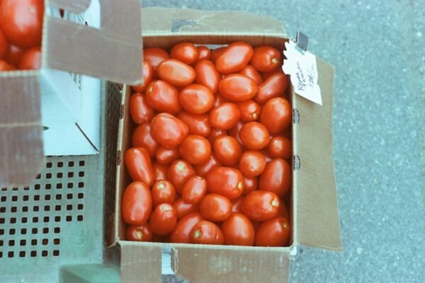 El jitomate mexicano alcanza máximos históricos pese a medidas de contención