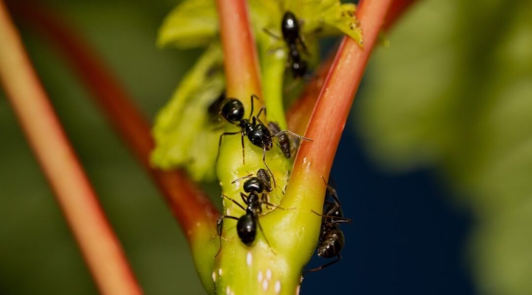 La lección de la hormiga: cómo la naturaleza nos enseña sobre interdependencia