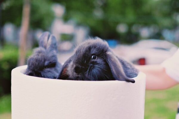 Miffy conquista tiendas latinoamericanas: ¿nostalgia de marca o estrategia comercial inteligente?