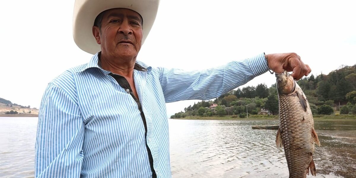 Edomex lidera producción nacional de carpa con siembra de 1.5 millones de crías