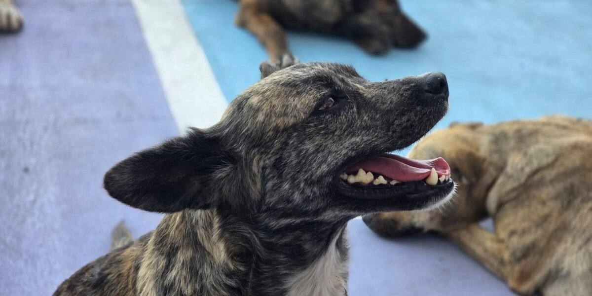 Estrategia CERA llega a Tlalnepantla con servicios veterinarios gratuitos