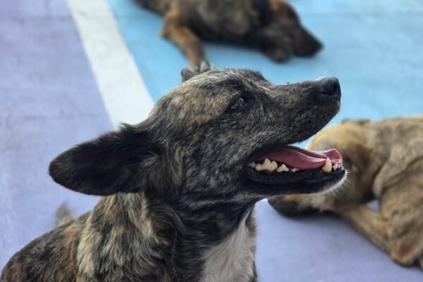 Estrategia CERA llega a Tlalnepantla con servicios veterinarios gratuitos