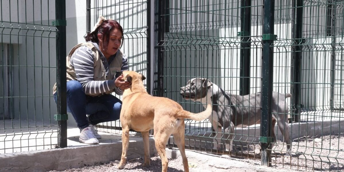 Edomex se declara Capital Mundial del Bienestar Animal con 69 mil servicios veterinarios