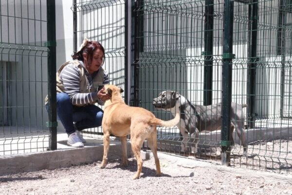Edomex se declara Capital Mundial del Bienestar Animal con 69 mil servicios veterinarios