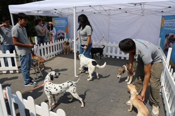 Más de 430 perros encuentran hogar gracias a jornadas de adopción en Huixquilucan