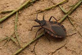 Saneamiento básico: la clave para prevenir la enfermedad de Chagas
