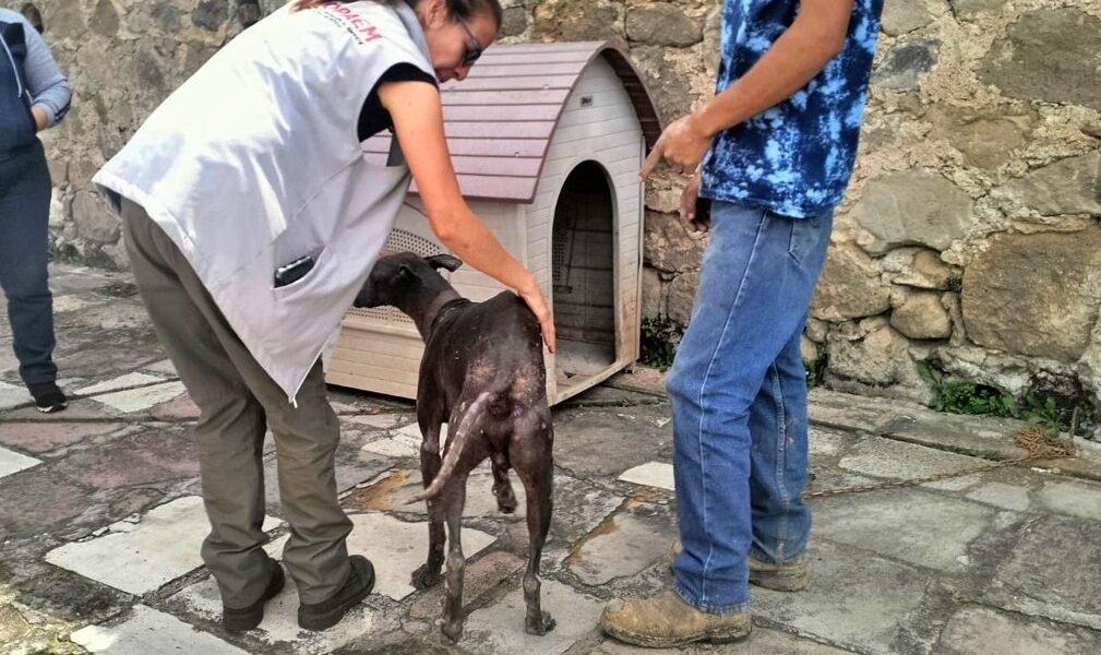 Estado de México endurece sanciones por maltrato animal con nueva ley pionera