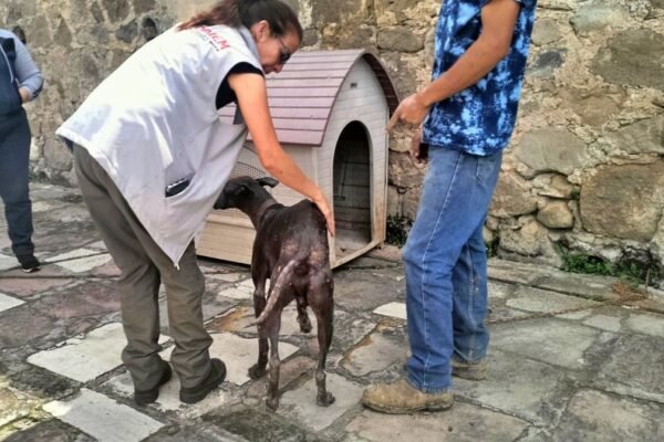 Estado de México endurece sanciones por maltrato animal con nueva ley pionera