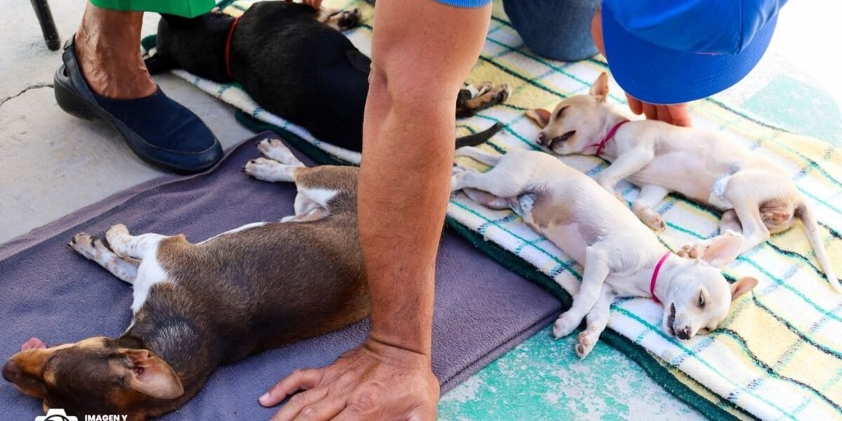 Texcoco esteriliza a 198 mascotas de forma gratuita
