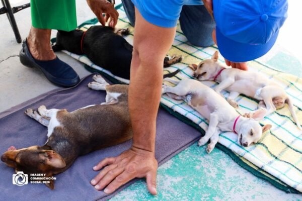 Texcoco esteriliza a 198 mascotas de forma gratuita