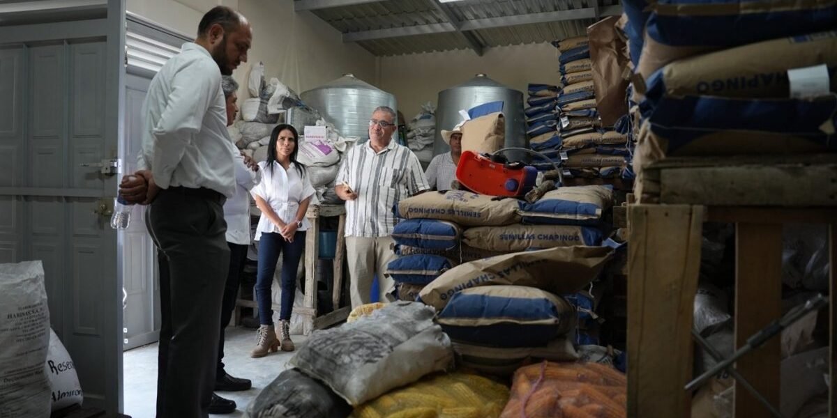 Chapingo desarrolla maíces de alto valor nutracéutico para transformar mercado agrícola