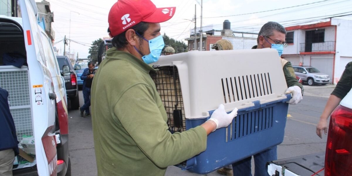 México amplía protección a animales con nueva ley integral de bienestar