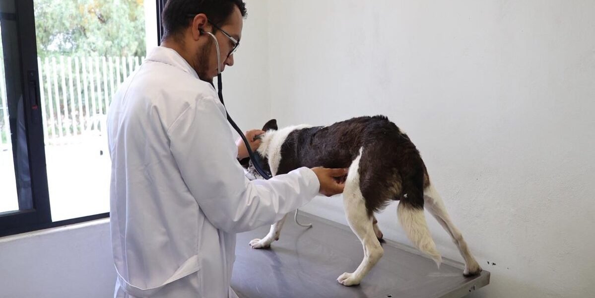 Rescatan a varios perros en Atizapán tras denuncias de abandono en redes