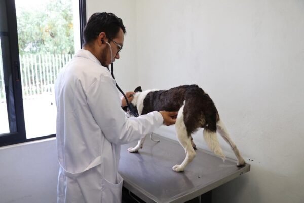 Rescatan a varios perros en Atizapán tras denuncias de abandono en redes