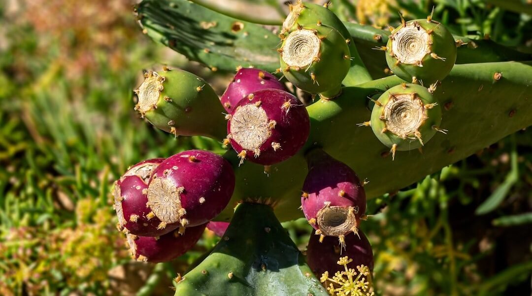 La paradoja de la tuna: España debate si proteger o erradicar sus cactus