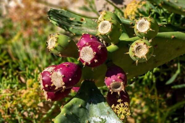La paradoja de la tuna: España debate si proteger o erradicar sus cactus