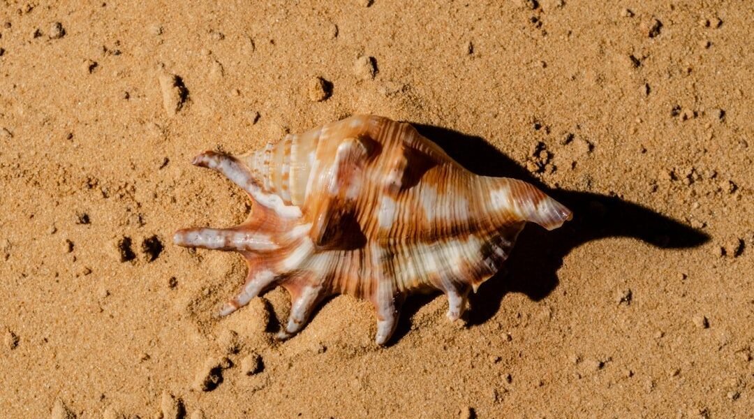 La pesca intensiva empequeñece las lapas canarias, alerta investigación