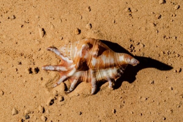 La pesca intensiva empequeñece las lapas canarias, alerta investigación