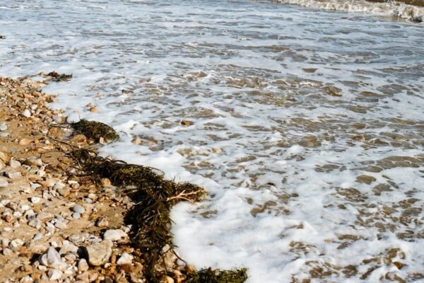 Microbios contra el petróleo: la solución biológica que llega desde México