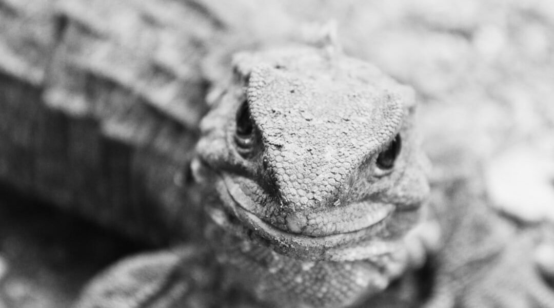Descubren en EE.UU. un fósil que desafía todo lo que sabíamos sobre la evolución