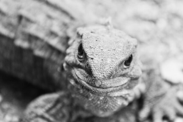 Descubren en EE.UU. un fósil que desafía todo lo que sabíamos sobre la evolución
