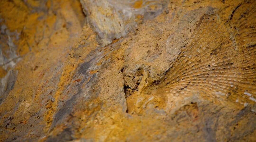 Convergencia evolutiva: descubren en Nuevo México un ancestro de cocodrilos con forma de dinosaurio