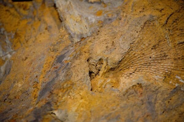 Convergencia evolutiva: descubren en Nuevo México un ancestro de cocodrilos con forma de dinosaurio