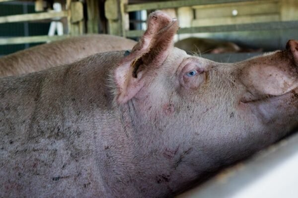 España refuerza su poderío porcino con inversión en Argentina